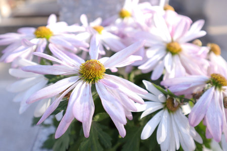 Chrysanthemum flowers in the garden, closeup of photoの写真素材
