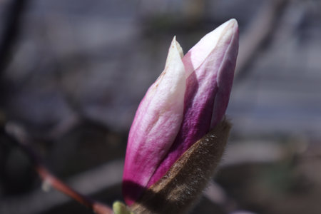 Magnolia blossom in spring, close-up, selective focusの写真素材