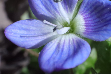 Close up of a blue speedwell (Veronica persica) flowerの写真素材