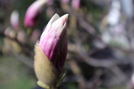 Magnolia flower bud in spring, close-up, selective focusの写真素材