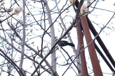 Blooming magnolia tree with black bird in spring time. Magnolia tree blossom.の写真素材