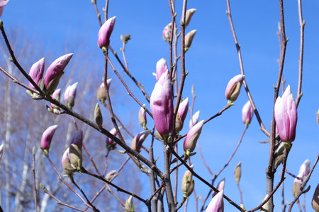 Magnolia flowers in the spring on a background of blue sky.の写真素材