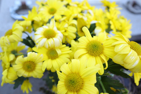 Yellow chrysanthemum flowers in a pot on the tableの写真素材