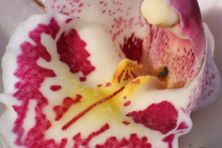 Close up of a beautiful orchid flower with white and pink petalsの写真素材