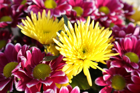 Colorful chrysanthemum flowers as a background, closeupの写真素材