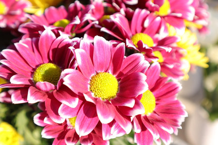 Pink chrysanthemums in a vase, close upの写真素材