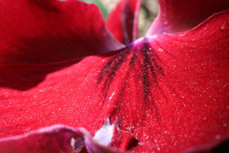 Macro shot of a red iris flower with water dropletsの写真素材
