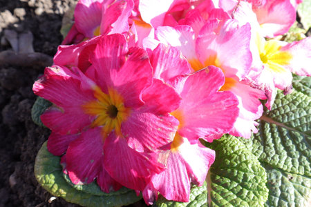 pink primrose flowers in the garden, closeup of photoの写真素材