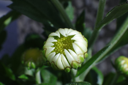 Daisy flower with white petals and green leaves close-upの写真素材