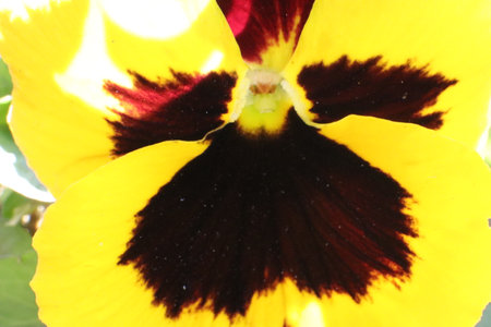 Close up of pansy flower in the garden. Macro photography.の写真素材