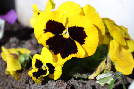 Close up of yellow pansy flowers in the garden, stock photoの写真素材