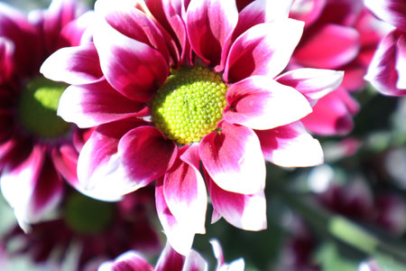 pink chrysanthemum flower close up in the gardenの写真素材