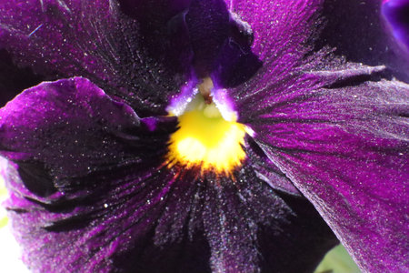 Purple pansy flower close-up with water drops on petalsの写真素材