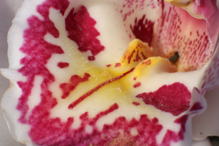Close up of a pink and white orchid flower in bloom.の写真素材