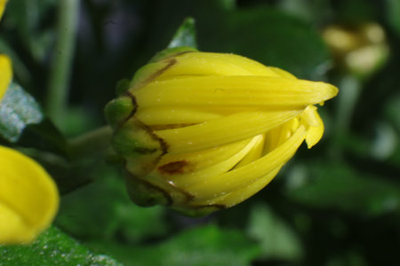 Yellow chrysanthemum flower on a green background close upの写真素材