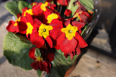 Beautiful red and yellow primula flowers in a glass vaseの写真素材