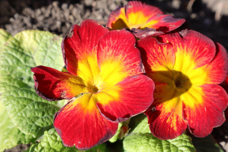 Primula vulgaris - red and yellow pansy flowers in springの写真素材