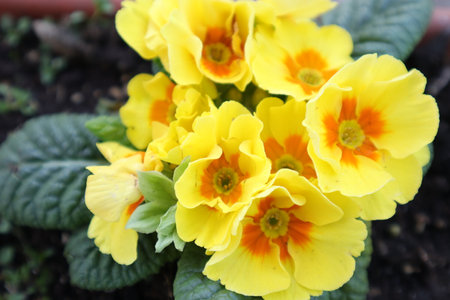 Yellow primula flowers in the spring garden. Primula vulgarisの写真素材