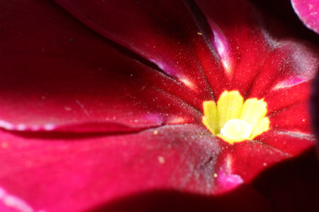 Macro close up of red primula flower with yellow stamensの写真素材