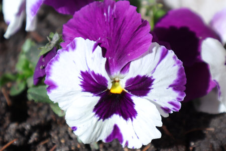 purple and white pansy flower in the garden on a sunny dayの写真素材