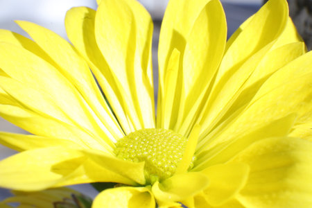 yellow chrysanthemum close-up on a white backgroundの写真素材