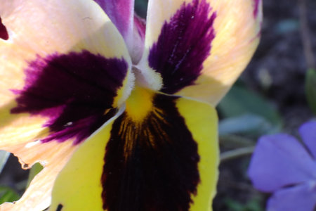 Closeup of pansy flower in the garden, selective focus.の写真素材