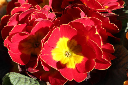 Red primula flowers close-up on a background of yellow leavesの写真素材