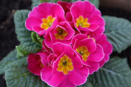pink primula flower in a pot with green leaves in the gardenの写真素材