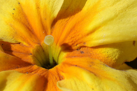 Yellow primula flower close-up, macro photo, natural backgroundの写真素材