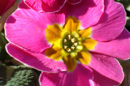 pink primrose flower with yellow stamens close-upの写真素材