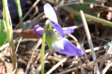 Purple spring flowers on the ground in early spring. Close-up.の写真素材