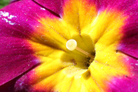 Macro shot of a primula flower, close-up.の写真素材