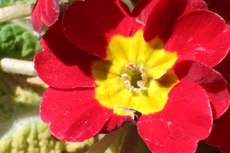 primula flower, close up of red and yellow primula flowerの写真素材