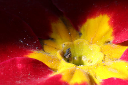 Close up of a red and yellow primrose (primula vulgaris)の写真素材