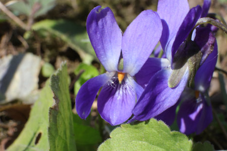 Viola odorata, commonly known as wood violet or wood violetの写真素材