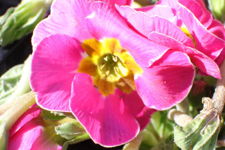pink primrose flower close up in the garden on a sunny dayの写真素材
