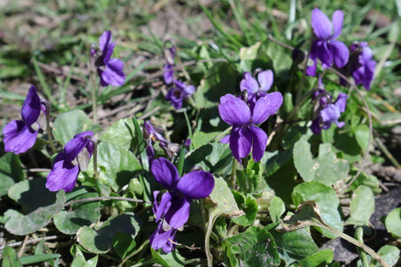 Purple wild violets (Viola odorata) flowersの写真素材