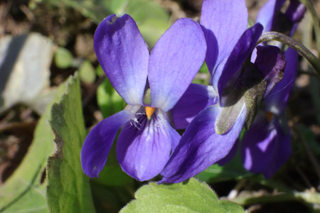Viola odorata, commonly known as common violets.の写真素材