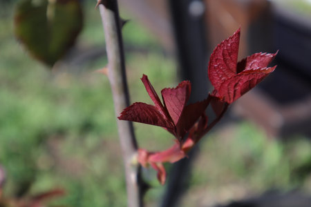 Red leaves on a branch of a tree in the garden in springの写真素材