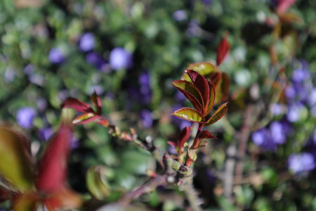 Close up of a branch of a bush with red leaves and purple flowersの写真素材