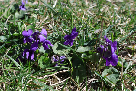 Purple violets blooming in the spring in the grassの写真素材