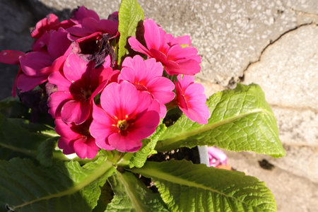 Pink primrose flowers in a pot on a background of stone wallの写真素材