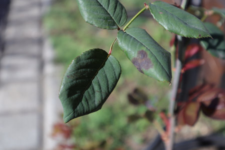 Green rose leaves in the garden, closeup of photo with shallow depth of fieldの写真素材