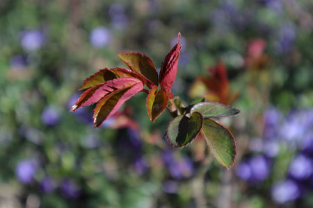 Close-up of a branch of a rose in the garden.の写真素材