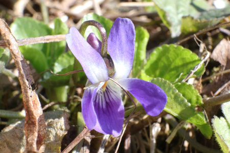 Viola odorata, common violets or common violetsの写真素材
