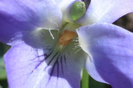 Purple flower of violets (viola odorata)の写真素材