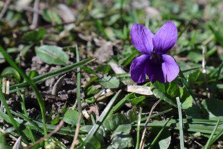 Viola odorata, wild violet in the spring on the grassの写真素材