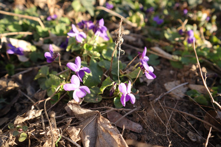 Viola odorata (Viola odorata) in early springの写真素材