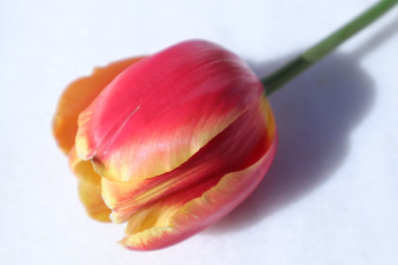 Red and yellow tulip on a white background, close-upの写真素材
