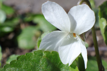 White Viola odorata flower close-up on a blurred backgroundの写真素材